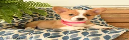 Welsh Corgi Pembroke dogs for sale: Boots - Ad 3