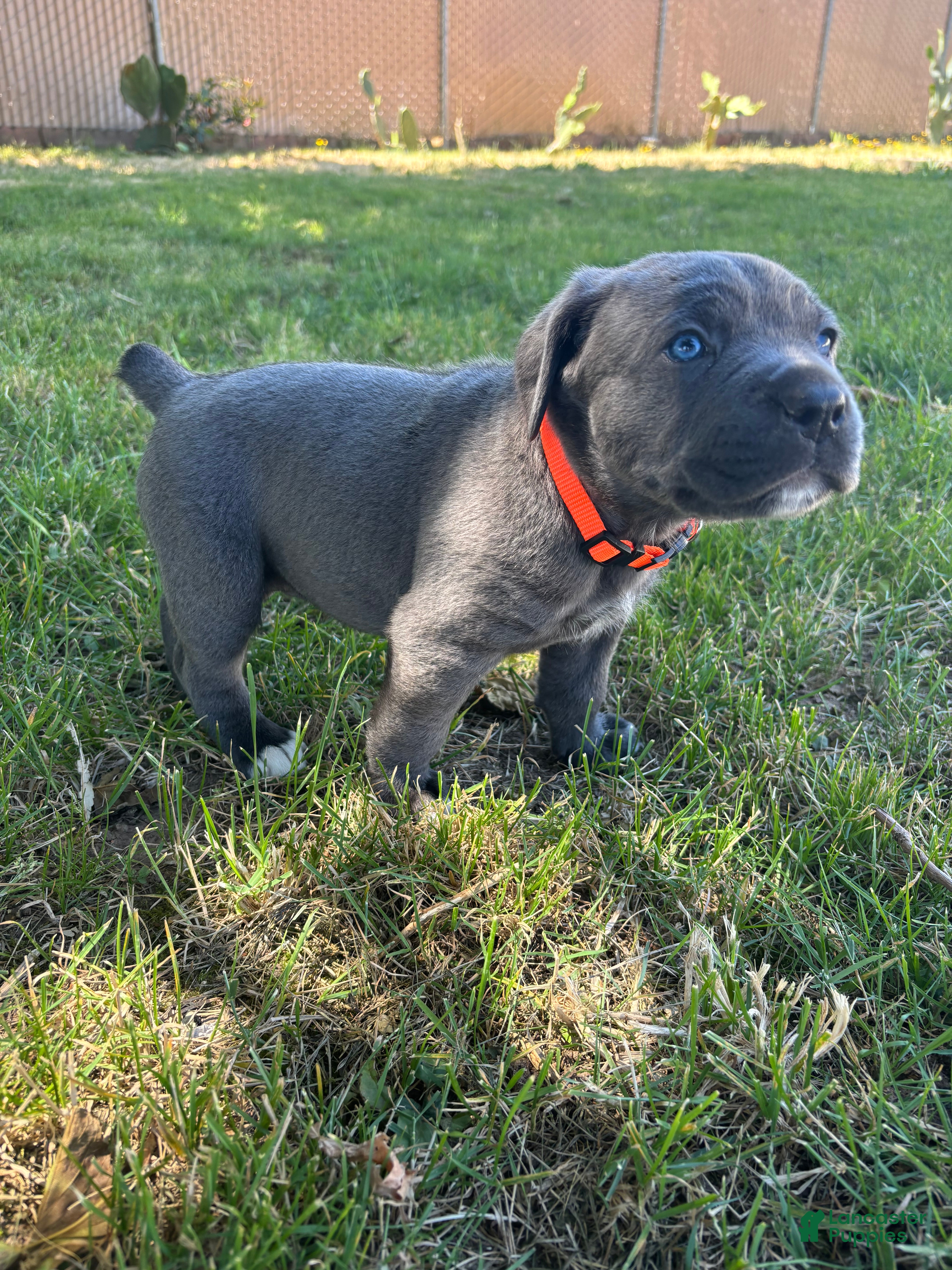 Cane Corso dogs Orange  - Ad 2