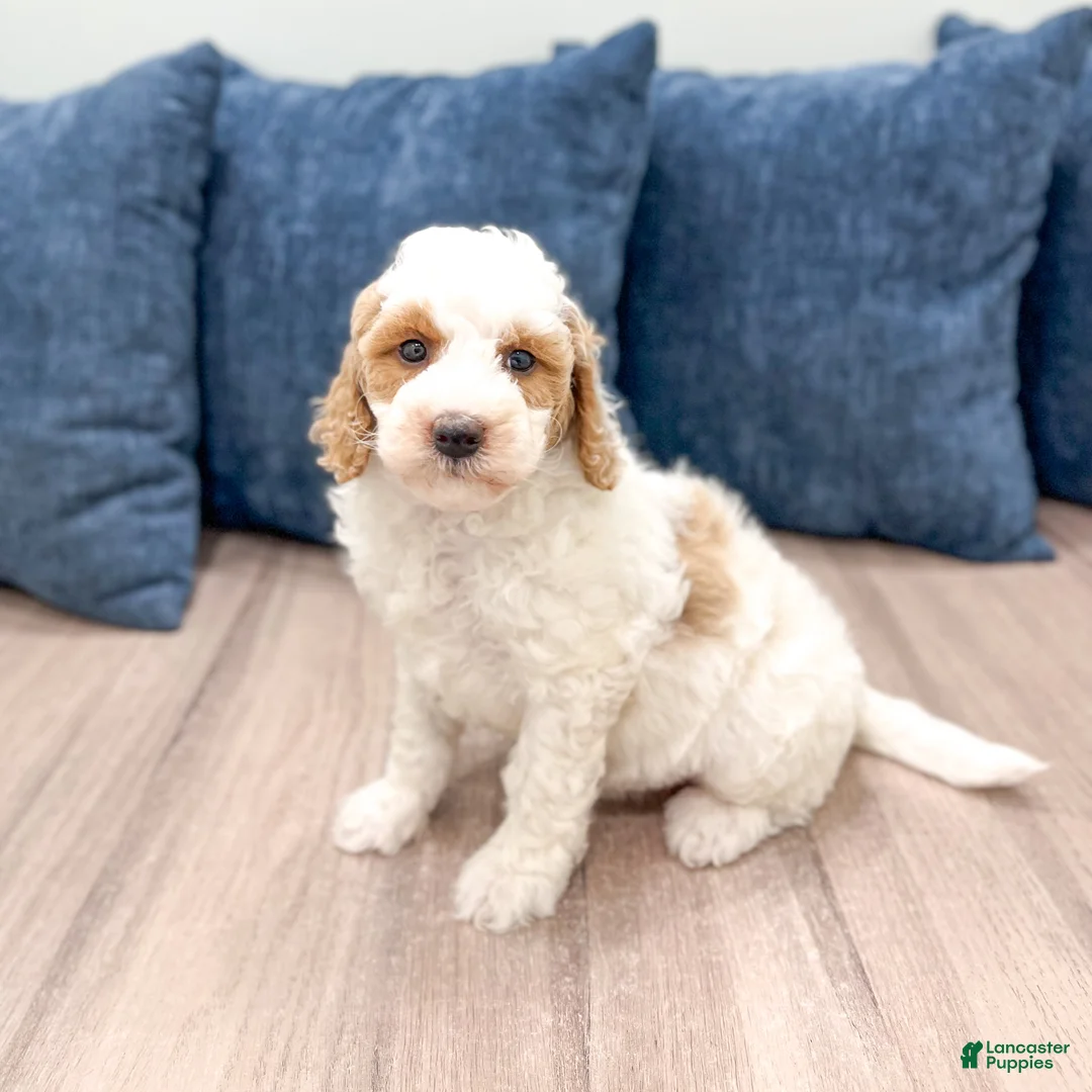 Mini Goldendoodle dogs for sale: Amber - Ad 1