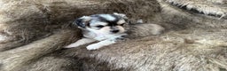 Mixed Breed dogs for sale: Ryan - Ad 8