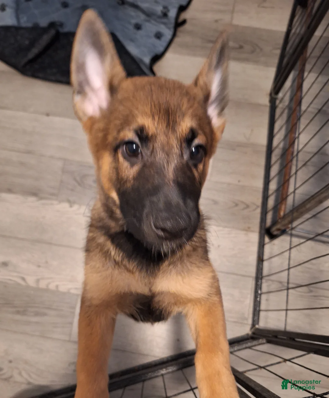 Mixed Breed dogs for sale: Mixed Breed Puppy 1 - Ad 1