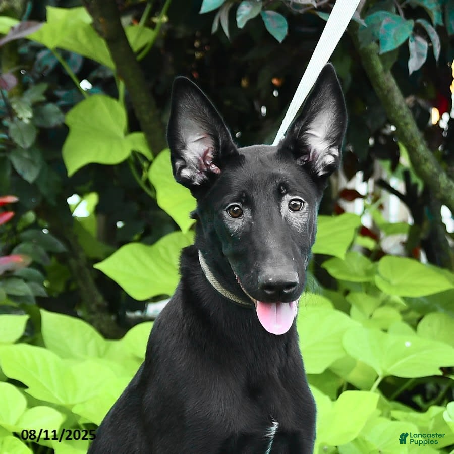 Brindle Dog Black Brindle Dutch Shepherd Brindle Shepherd Breeds German  Shepherd Pitbull Mix Brindle Dutch, image size:900x900