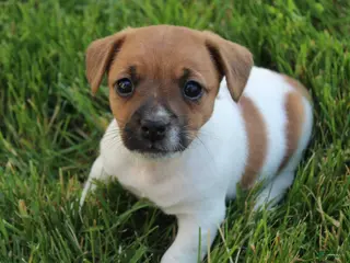 Jack Russell Terrier dogs for sale: Luna - Ad 1