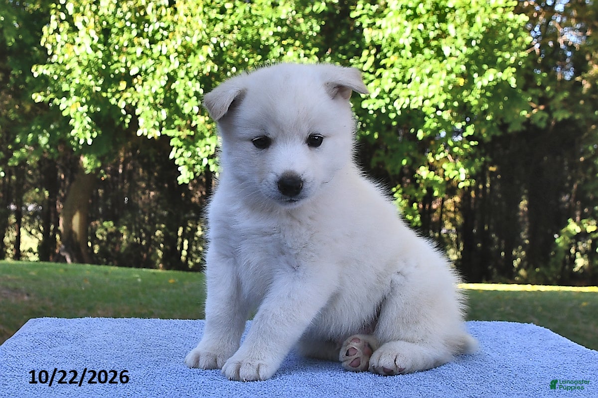 Pomsky dogs for sale: Arctic  - Ad 2