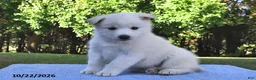 Pomsky dogs for sale: Arctic  - Ad 2