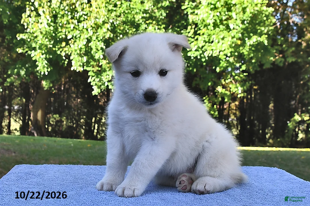 Pomsky dogs for sale: Arctic  - Ad 2