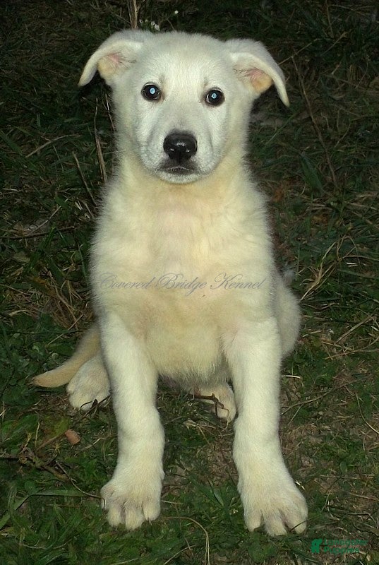 German Shepherd dogs for sale: Blanco - Ad 23