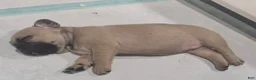 French Bulldog dogs for sale: Anna - Ad 4