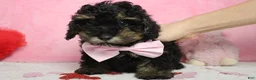 Toy Poodle dogs for sale: Jasper - Ad 4