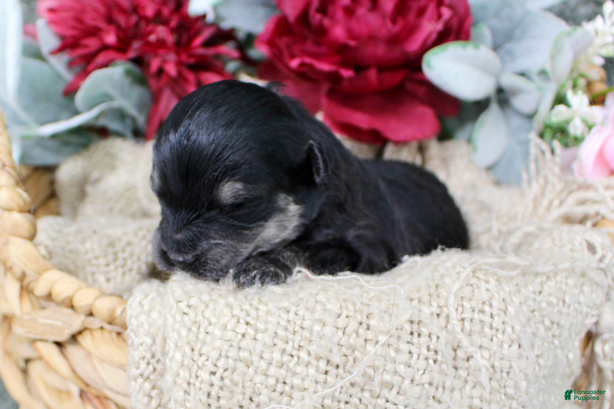 Mini Aussiedoodle dogs Bandit- F1B Mini AussieDoodle Boy in NC- Black Phantom - Ad 2