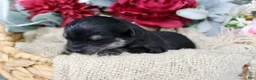 Mini Aussiedoodle dogs for sale: Bandit- F1B Mini AussieDoodle Boy in NC- Black Phantom - Ad 2