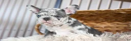 French Bulldog dogs for sale: 🐾 Magnes - Ad 10