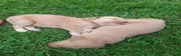 Labradoodle dogs for sale: Labradoodle 9 - Ad 14
