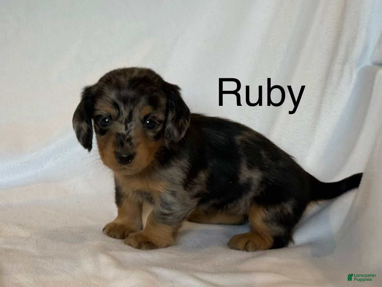 Miniature Dachshund dogs Ruby - Ad 1