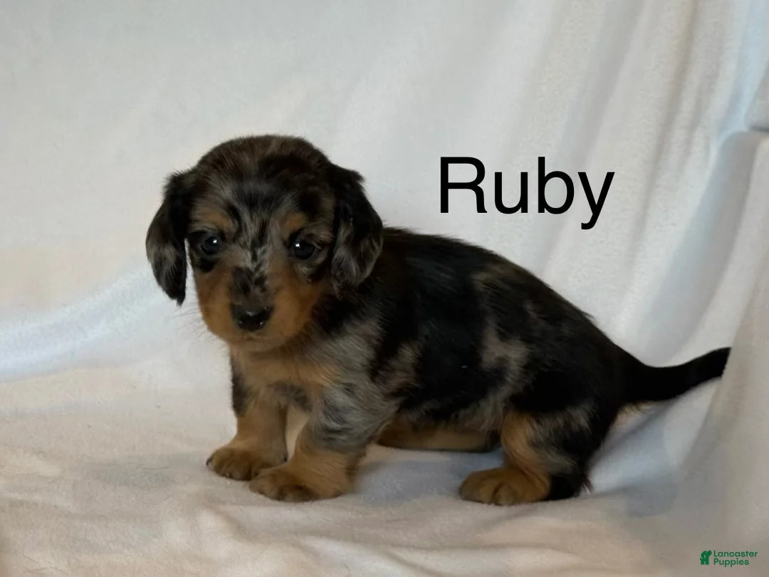 Miniature Dachshund dogs for sale: Ruby - Ad 1