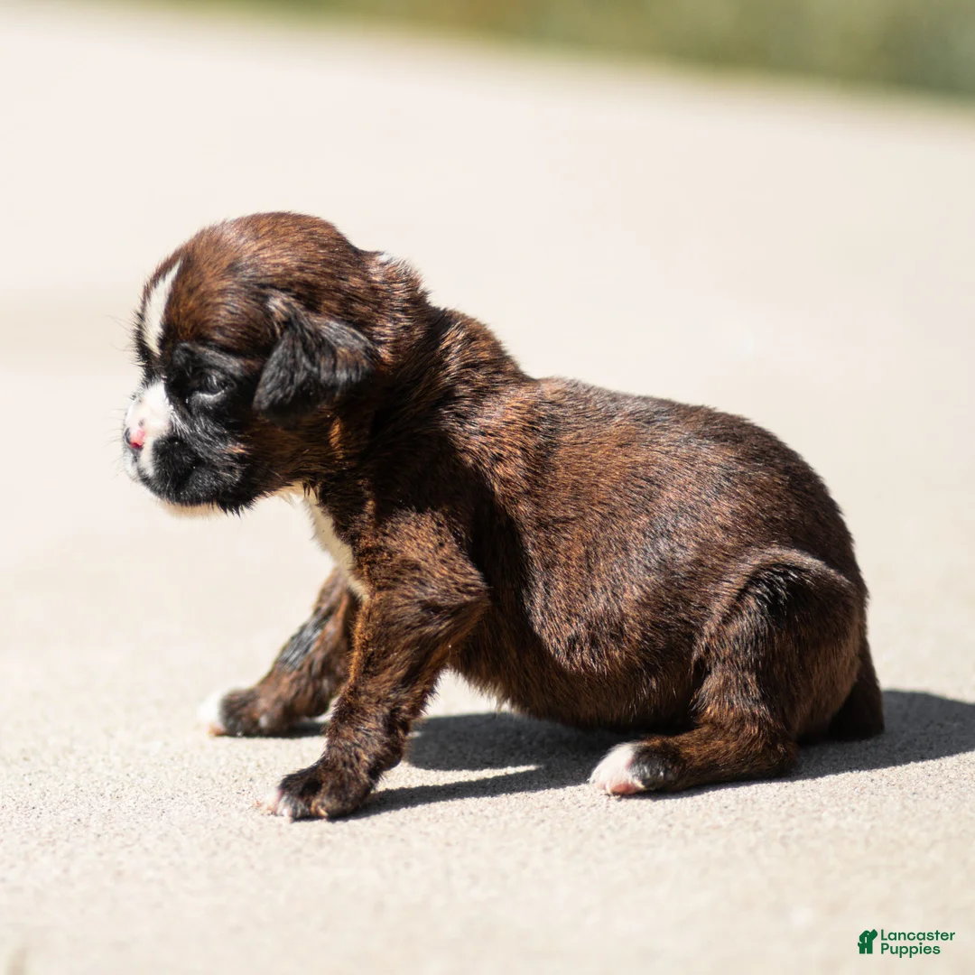 Boxer dogs for sale: Lester Boxer Puppy  - Ad 4
