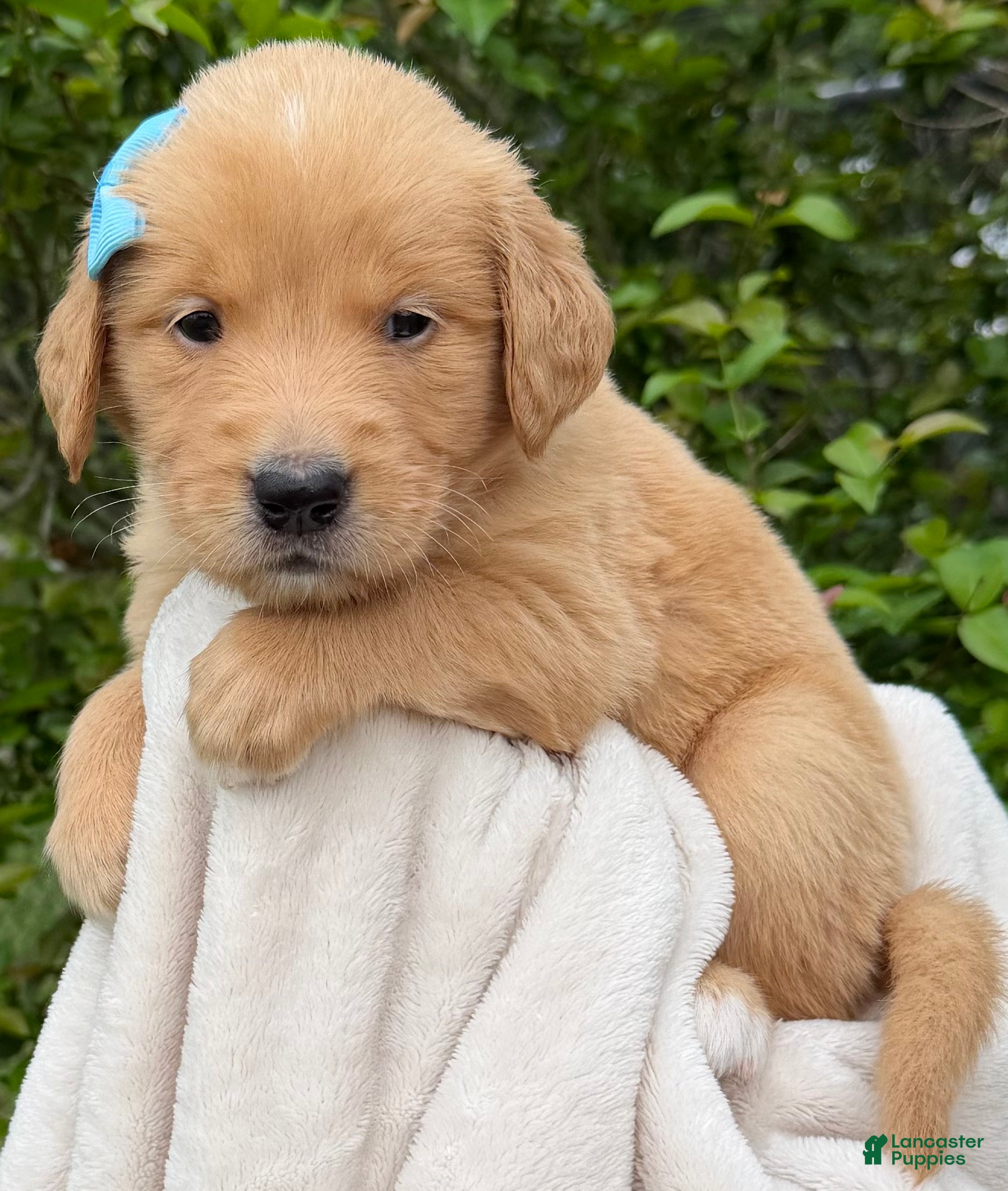Golden Retriever dogs Red Golden Ms. Teal - Ad 1