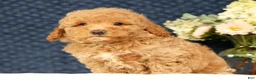 Havapoo dogs for sale: Hugh - Ad 4