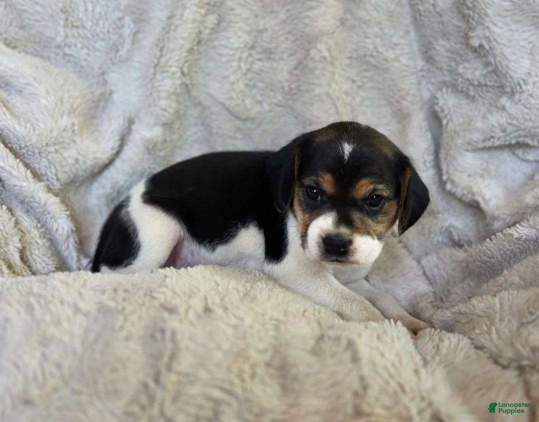 Puggle dogs for sale: Daisy - Ad 1
