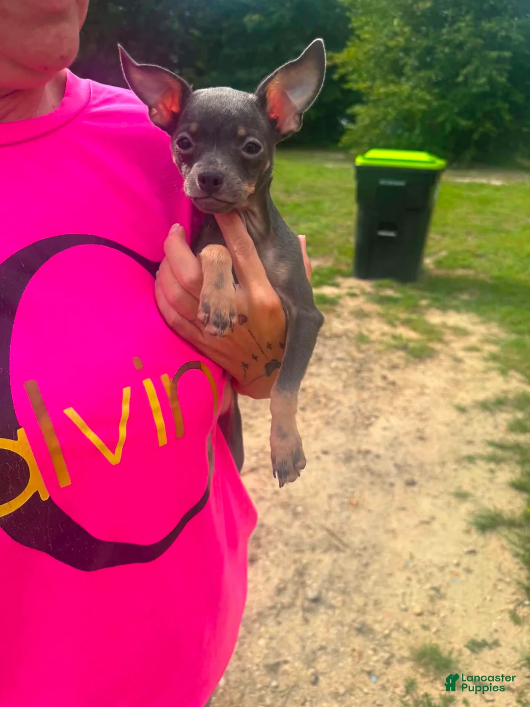 Chihuahua dogs for sale: Chihuahua 1 - Ad 1