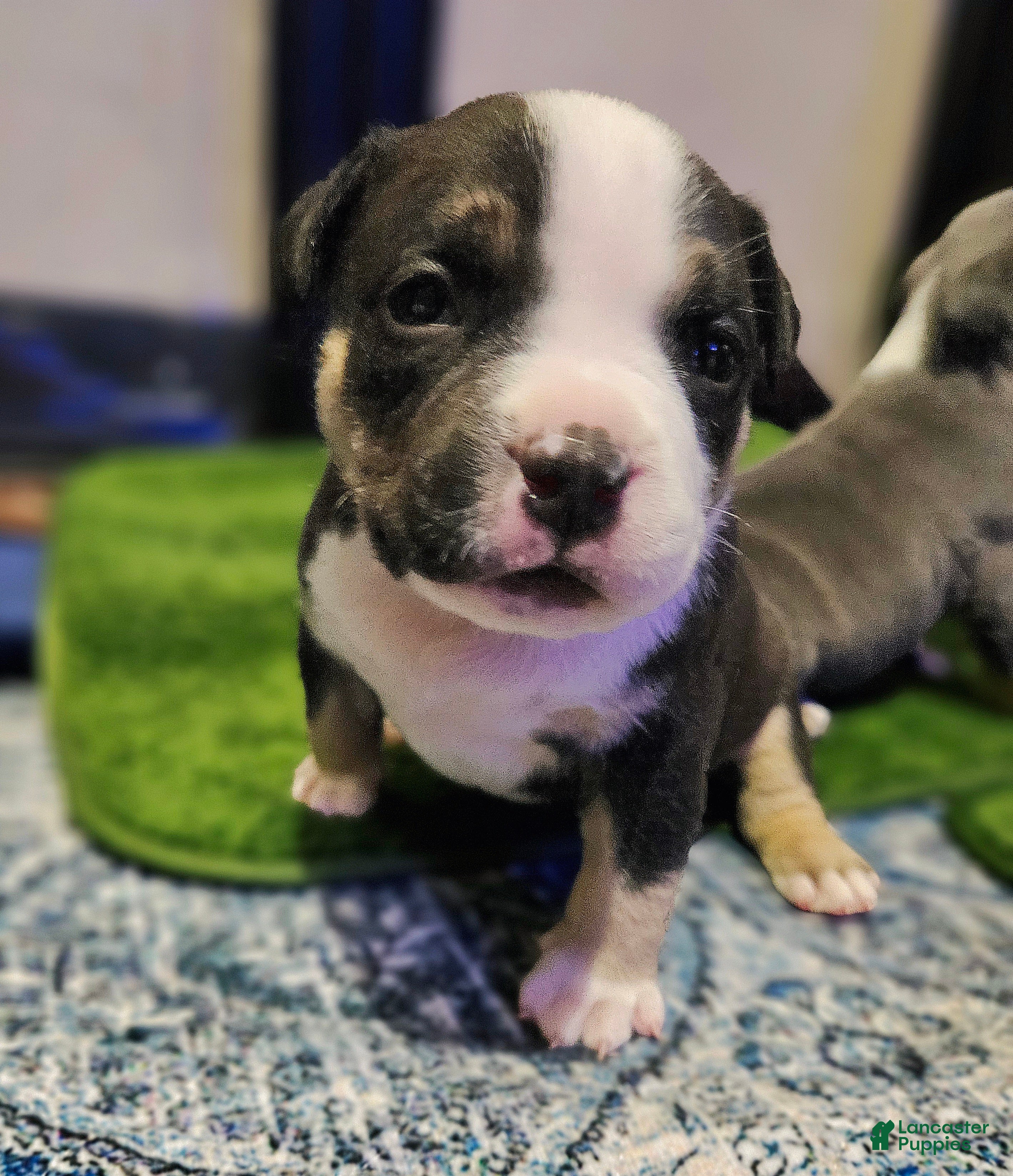 American Bully dogs American Bully - Wasabi  - Ad 1