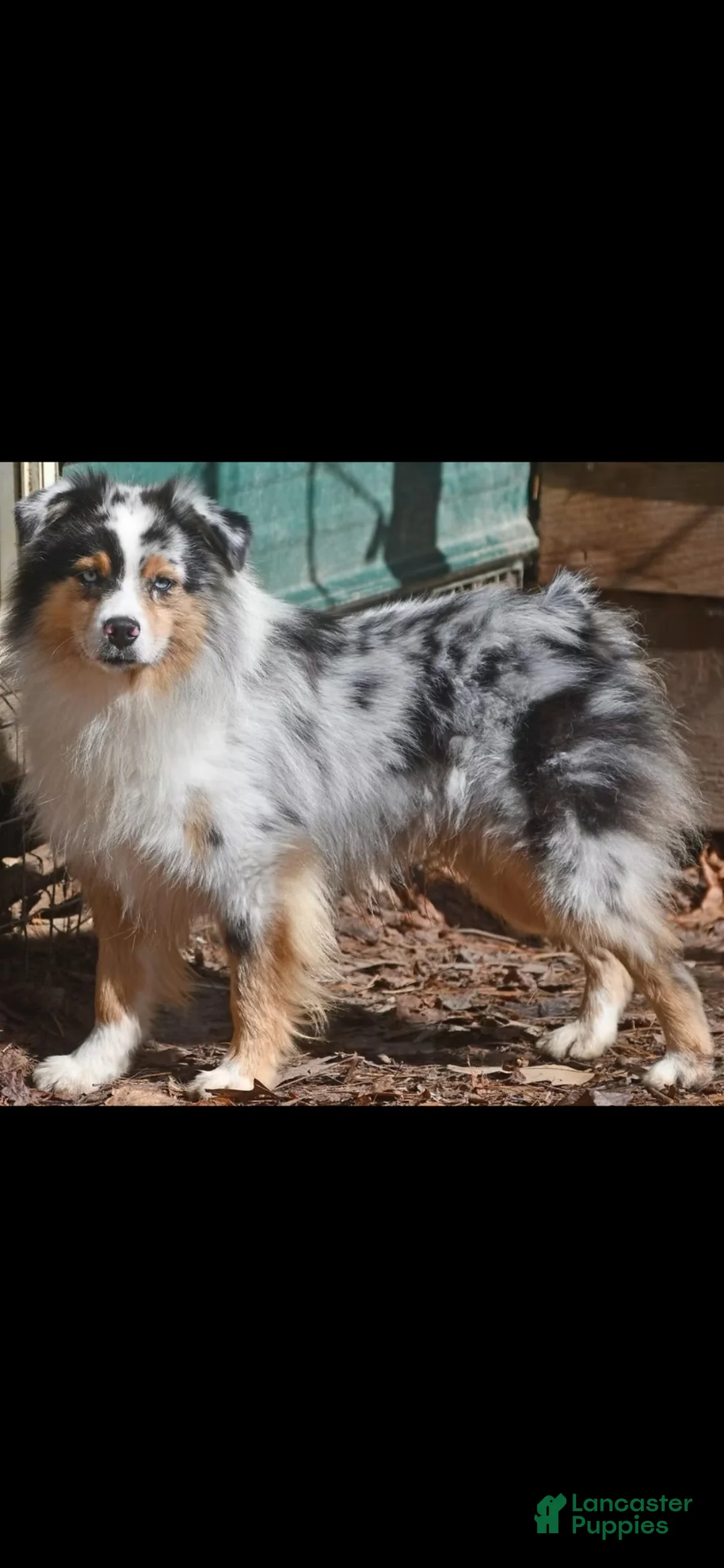 Aussiedoodle dogs for sale: Aussiedoodle 1 - Ad 4