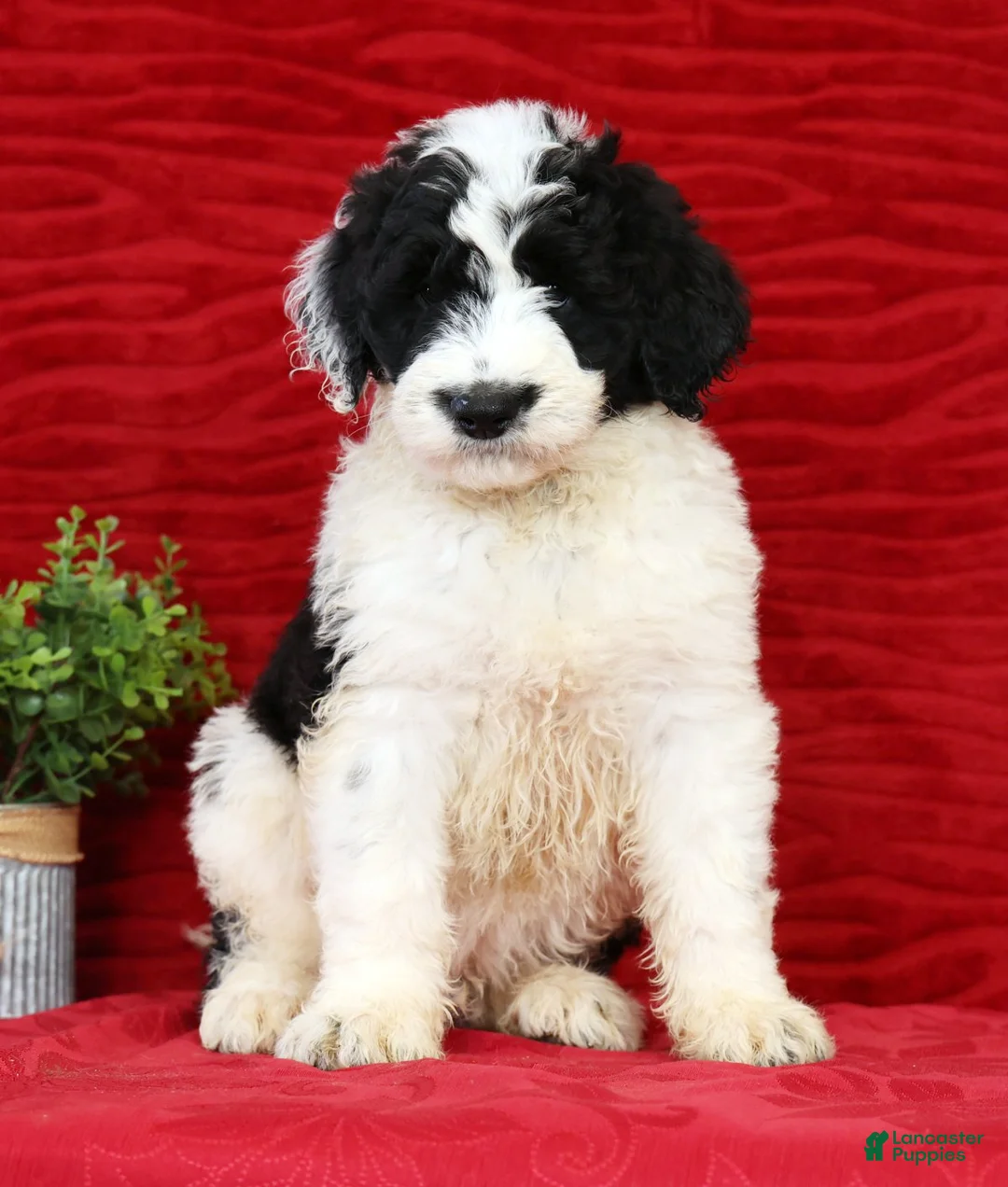 Sheepadoodle dogs for sale: Diesel - Ad 2