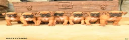 Boxer dogs for sale: Buster  - Ad 3