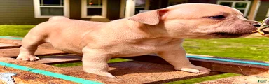 American Bully Puppy 10
