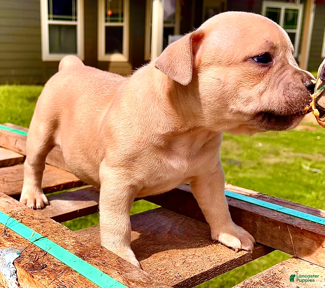 American Bully dogs for sale: American Bully Puppy 10 - Ad 1