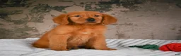 Golden Retriever dogs for sale: Penny - Ad 10