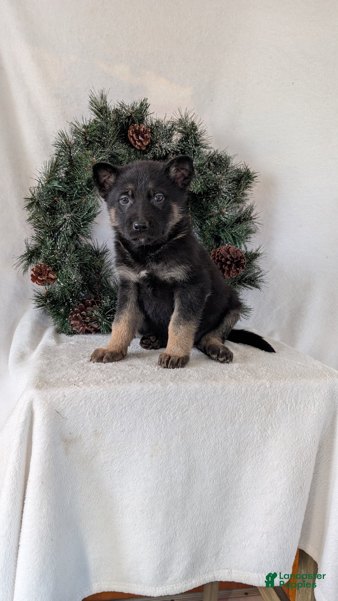 German Shepherd dogs for sale: Sara - Ad 2