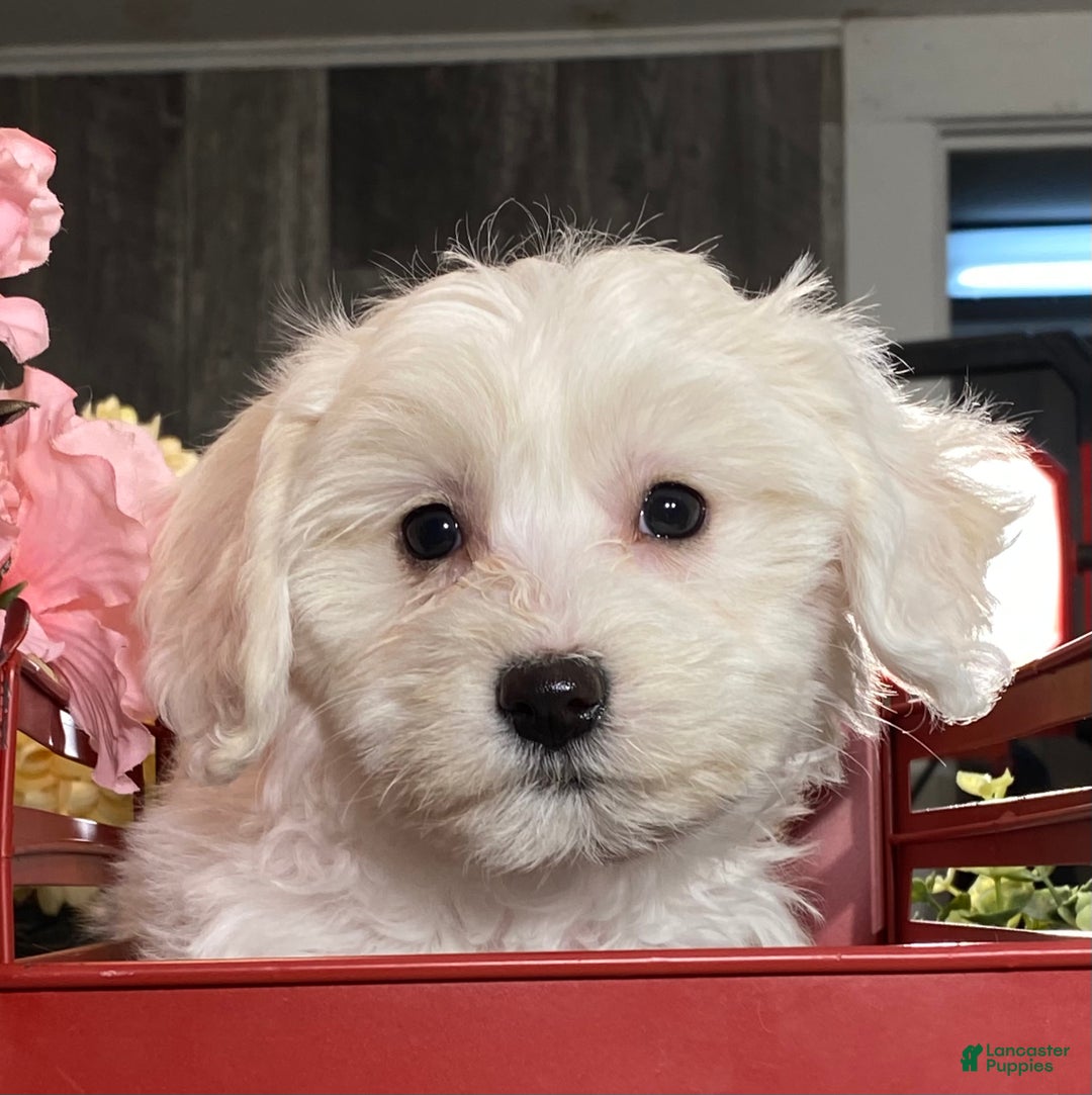 Mixed Breed dogs for sale: Abby - Ad 4