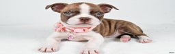 Boston Terrier dogs for sale: Yolanda - Ad 1