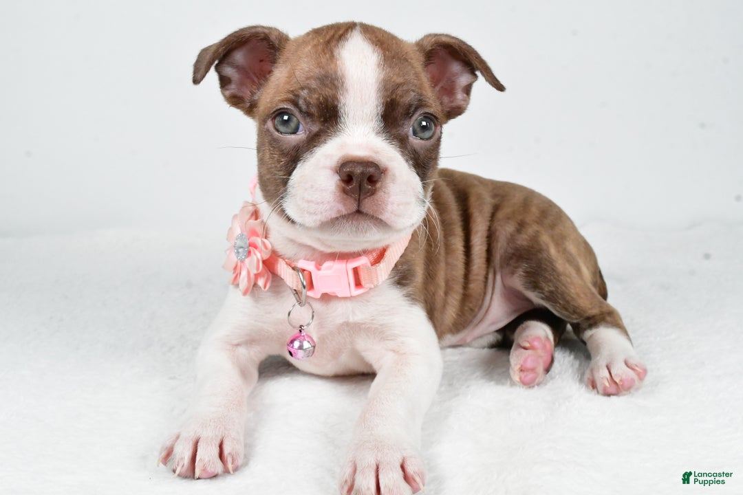 Boston Terrier dogs for sale: Yolanda - Ad 1