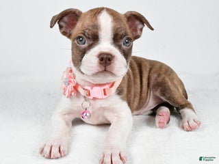 Boston Terrier dogs Yolanda - Ad 7