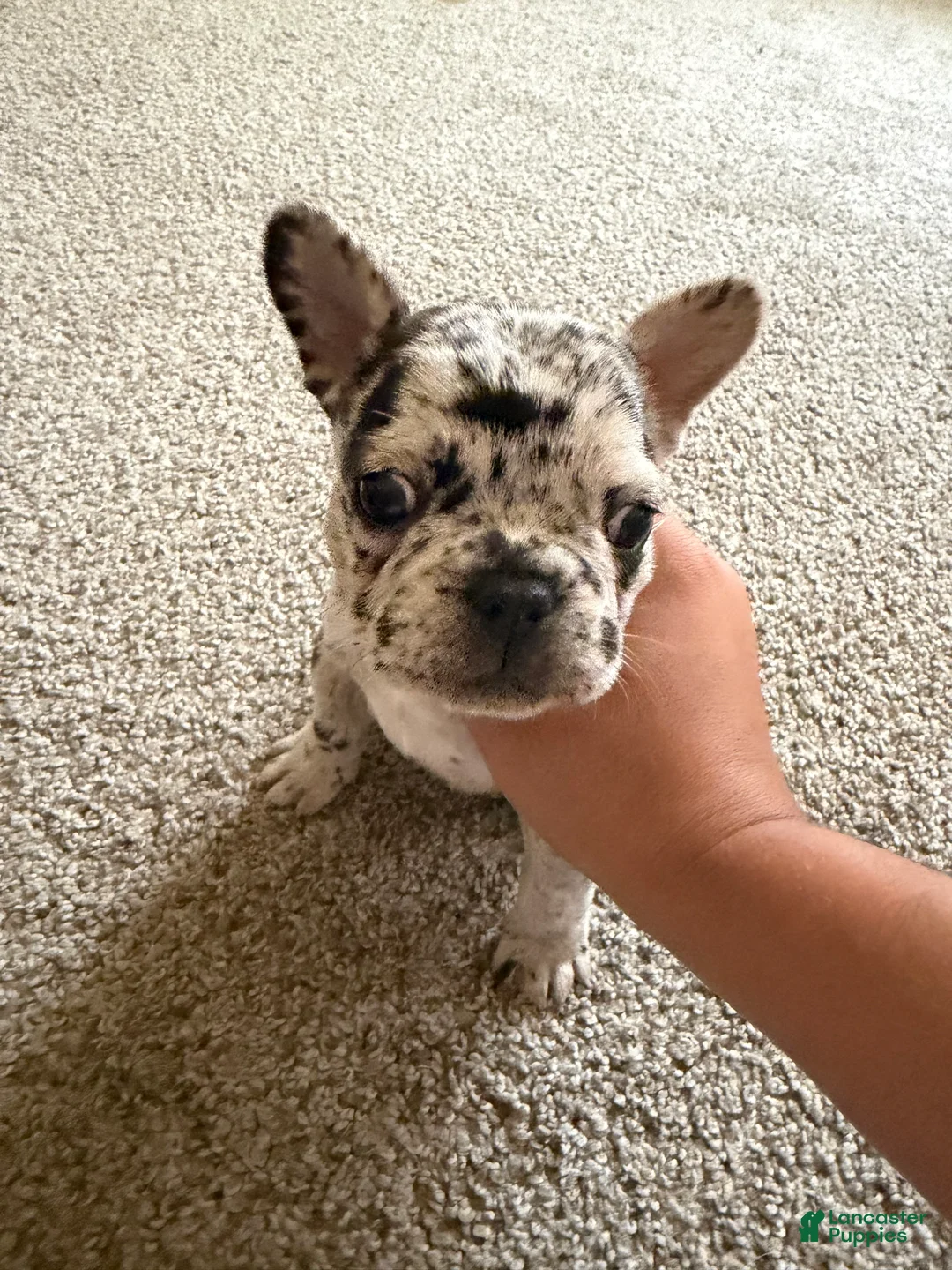 French Bulldog dogs for sale: French Bulldog 2 - Ad 2