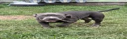 American Bully dogs for sale: Sugar - Ad 4
