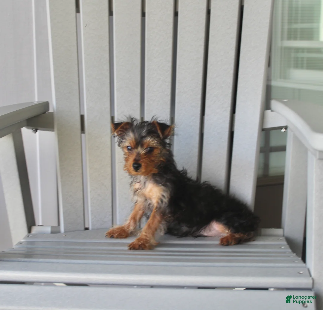 Yorkshire Terrier dogs for sale: Pluto - Ad 30