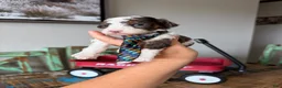 Miniature Poodle dogs for sale: Akc Clear 🧬 tested Blue Merle Phantom Parti boy - Ad 1