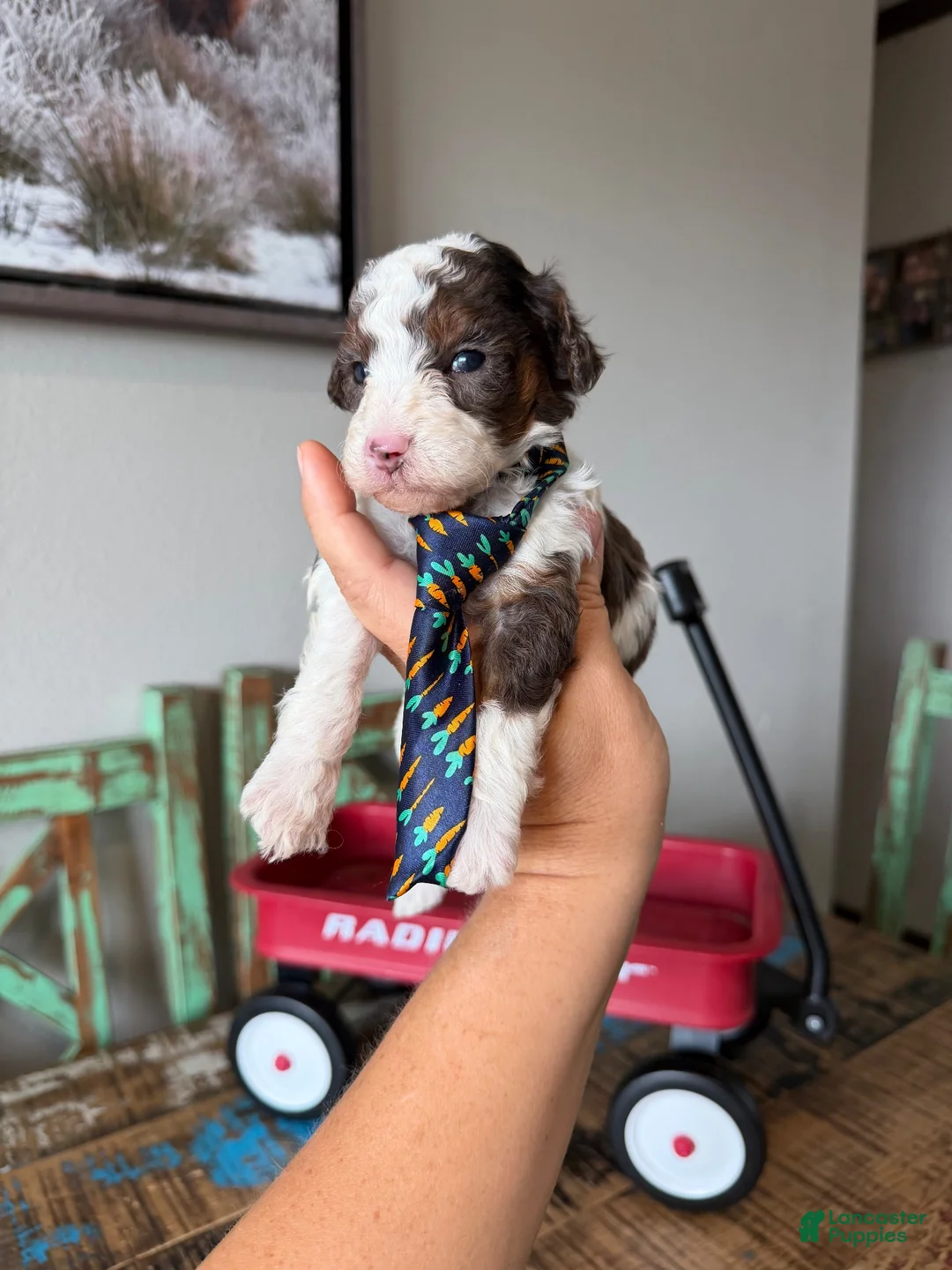 Miniature Poodle dogs for sale: Akc Clear 🧬 tested Blue Merle Phantom Parti boy - Ad 1