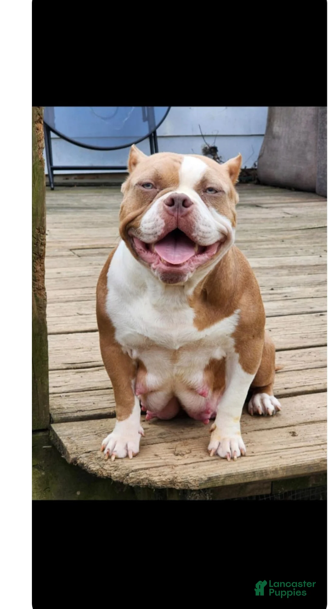 American Bully dogs for sale: Blue Fawn - Ad 12