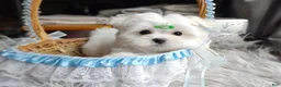 Maltese dogs for sale: Korean Babydoll Snowball  - Ad 5