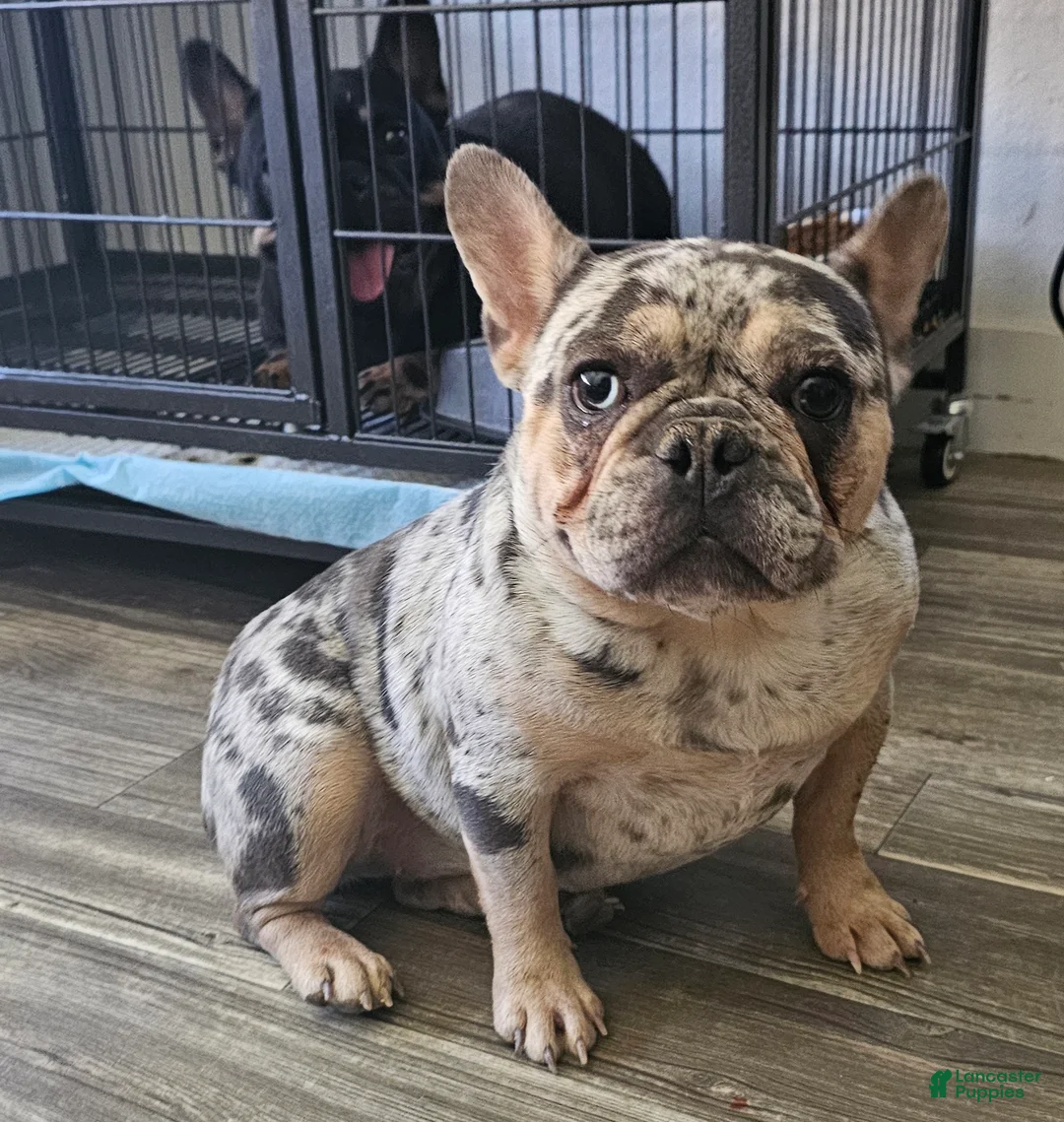 French Bulldog dogs for sale: French Bulldog Puppy 1 - Ad 19