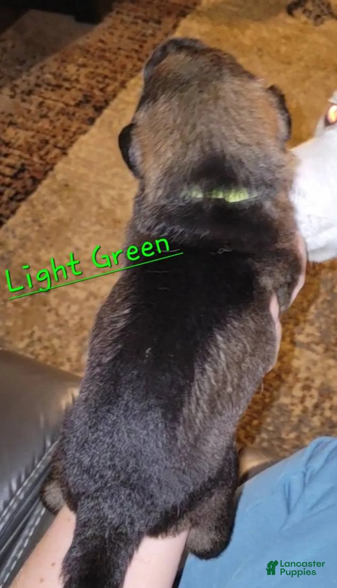 German Shepherd dogs for sale: Akc German Shepherds. 5 BOYS & 5 GIRLS Available! - Ad 3