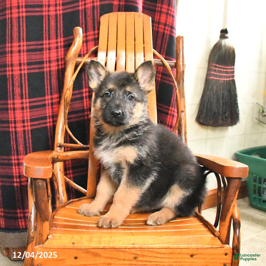 German Shepherd dogs for sale: Polly - Ad 5