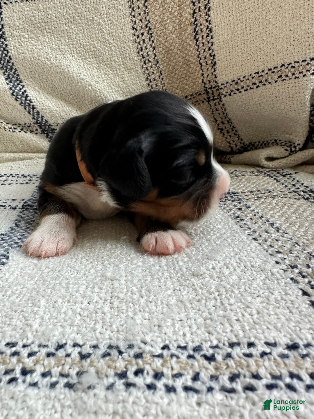 Miniature Bernese Mountain Dog dogs for sale: Miniature Bernese Mountain Dog Puppy 2 - Ad 3