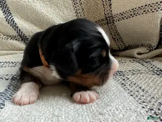 Miniature Bernese Mountain Dog dogs Miniature Bernese Mountain Dog Puppy 6 - Ad 7