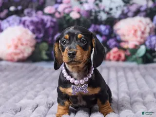 Miniature Dachshund dogs for sale: Sophie - Ad 3