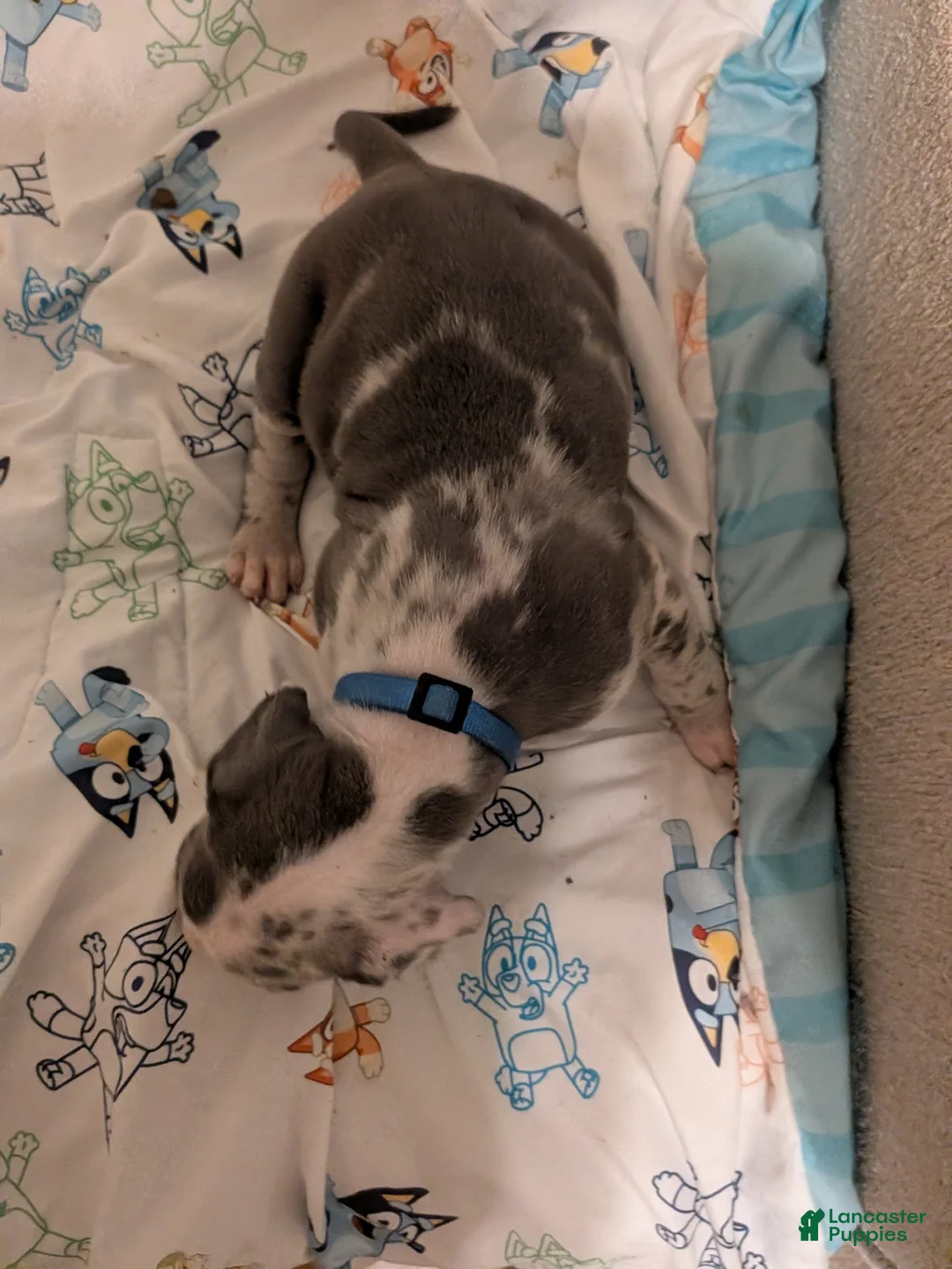 American Pit Bull Terrier dogs for sale: American Pit Bull Terrier 3 - Ad 2
